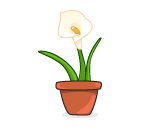 Calla Lily
