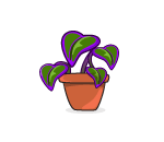 Purple Passion Plant