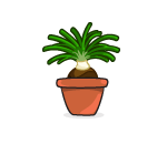 Ponytail Palm Bonsai