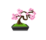 Cherry Blossom Bonsai