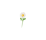 Single Daisy