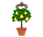 Partridge in a Pear Tree