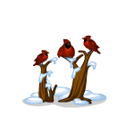 Winter Cardinals