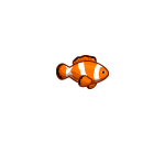 Clowny Clown Fish