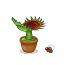 Venus Fly Trap