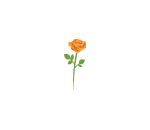 Orange Rose