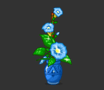 Blue Morning Glory Vine