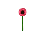 Springy Pink Daisy