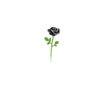 Black Rose