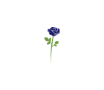 Blue Rose
