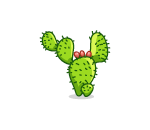 Prickly Pear Cactus