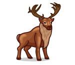 Bull Elk