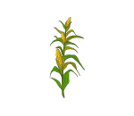 Small Cornstalk