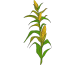 Large Cornstalk