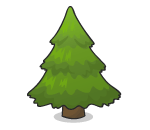 Douglas-Fir Tree