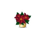 Potted Poinsettia