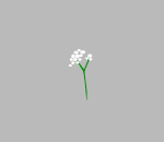 Babys Breath
