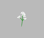 Lil Babys Breath