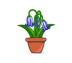 Potted Bluebells