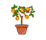Potted Orange Tree