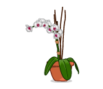 Potted White Orchid