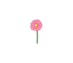 Singular Pink Daisy