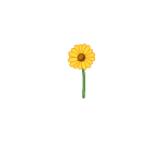 Singular Yellow Daisy