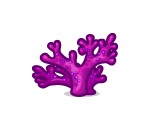 Magenta Coral