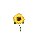 Sunflower Balloon