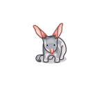 Pink-Eared Bilby