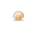 Scallop Shell