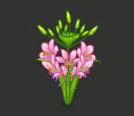 Sweet Mystic Flowers