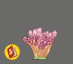 Bubbly Cauliflower Coral