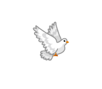 Quasimodos White Pigeon