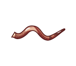 Greater Kudu Shofar