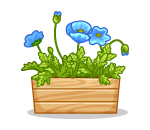 Sapphire Poppies Planter