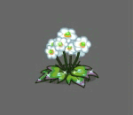 Dew Laden Anemone Flowers