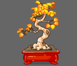 Autumn Birch Bonsai