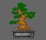 Everlasting Pine Bonsai