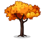 Tall Orange Maple Tree