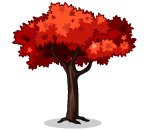 Tall Burgundy Maple Tree