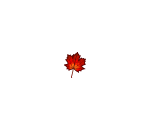 Autumn Burgundy Maple Leaf