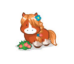 Cassidy the Clydesdale Pony