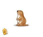 Fascinated Prairie Dog