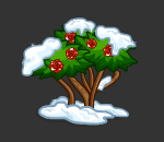 Rose Bush in First Snow