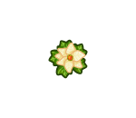 White Decorative Pointsettia